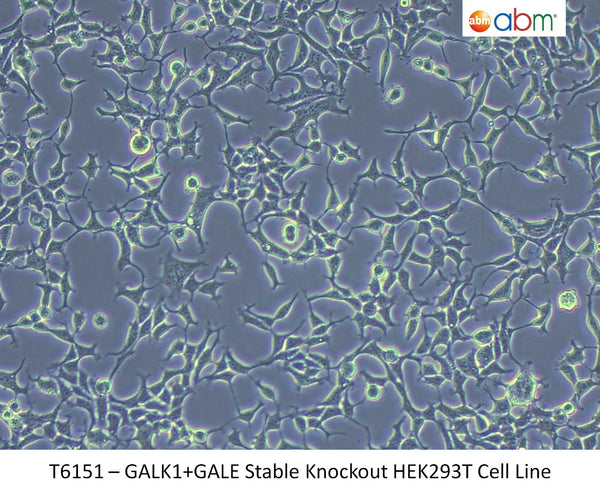 GALK1+GALE Stable Knockout HEK293T Cell Line | Applied Biological Materials (abm)