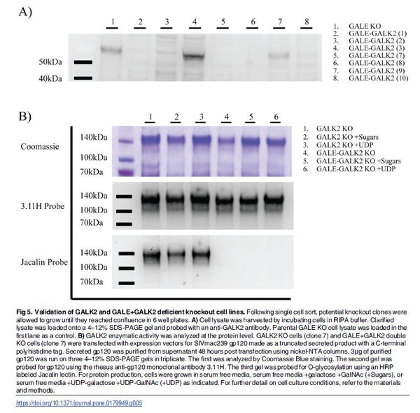 GALK2 Stable Knockout HEK293T Cell Line | Applied Biological Materials (abm)