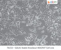 GALK1 Stable Knockout HEK293T Cell Line | Applied Biological Materials (abm)