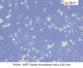 SIRT7 Stable Knockdown HeLa Cell Line | Applied Biological Materials (abm)