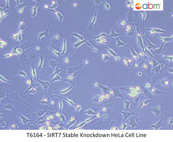 SIRT7 Stable Knockdown HeLa Cell Line | Applied Biological Materials (abm)