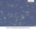 PTEN Stable Knockout MEF Cell Line | Applied Biological Materials (abm)