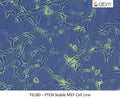 PTEN Stable MEF Cell Line | Applied Biological Materials (abm)