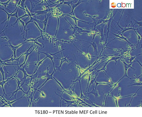 PTEN Stable MEF Cell Line | Applied Biological Materials (abm)