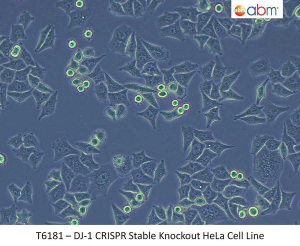 DJ-1 CRISPR Stable Knockout HeLa Cell Line | Applied Biological Materials (abm)