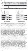 mEPCR Stable Expressing CHO-K1 (CHO-K1-mEPCR) Cell Line | Applied Biological Materials (abm)