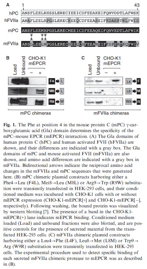 mEPCR Stable Expressing CHO-K1 (CHO-K1-mEPCR) Cell Line | Applied Biological Materials (abm)