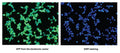 ECRG4 Stable Expressing HEK 293 (ECRG4-HEK293) Cell Line | Applied Biological Materials (abm)