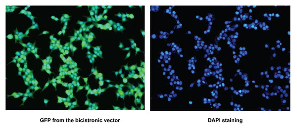 ECRG4 Stable Expressing HEK 293 (ECRG4-HEK293) Cell Line | Applied Biological Materials (abm)