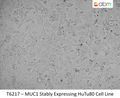MUC1 Stably Expressing HuTu80 Cell Line | Applied Biological Materials (abm)
