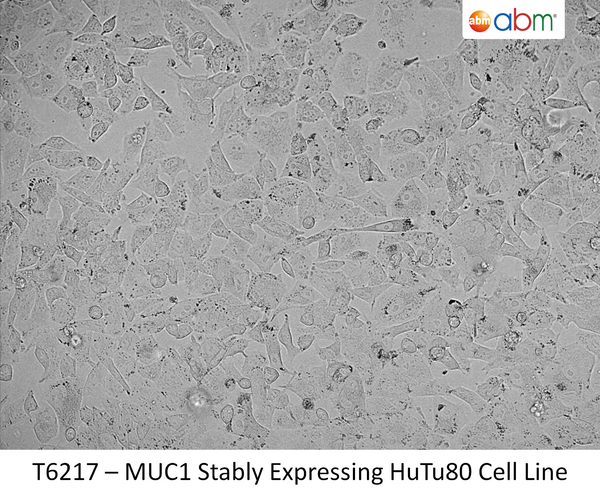 MUC1 Stably Expressing HuTu80 Cell Line | Applied Biological Materials (abm)
