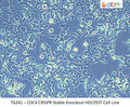 EDC4 CRISPR Stable Knockout HEK293T Cell Line | Applied Biological Materials (abm)