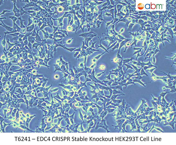 EDC4 CRISPR Stable Knockout HEK293T Cell Line | Applied Biological Materials (abm)