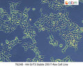 HA-SirT3 Stable 293 T-Rex Cell Line | Applied Biological Materials (abm)
