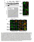 EGFR-K721A Stable Expressing CHO Cell Line | Applied Biological Materials (abm)
