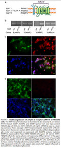 AMY3 Stable HEK293 Cell Line | Applied Biological Materials (abm)