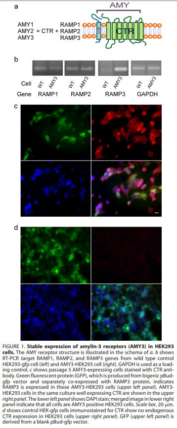 AMY3 Stable HEK293 Cell Line | Applied Biological Materials (abm)