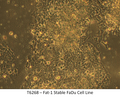Fat-1 Stable FaDu Cell Line | Applied Biological Materials (abm)