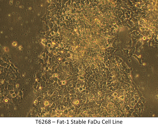 Fat-1 Stable FaDu Cell Line | Applied Biological Materials (abm)