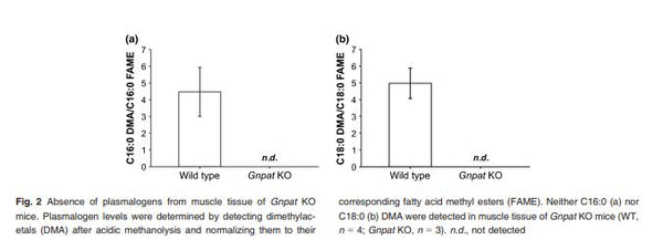 Gnpat Stable Knockout Mouse Myoblast (21.15) Cell Line | Applied Biological Materials (abm)