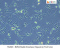 BVRA Stable Knockout Hepa1c1c7 Cell Line | Applied Biological Materials (abm)