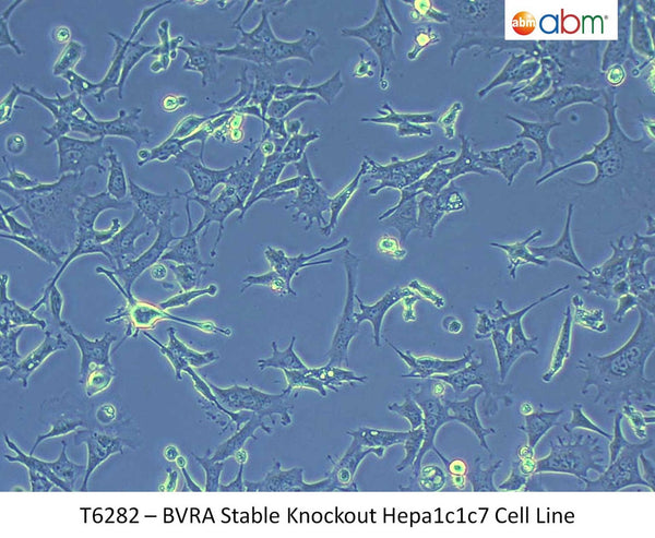 BVRA Stable Knockout Hepa1c1c7 Cell Line | Applied Biological Materials (abm)