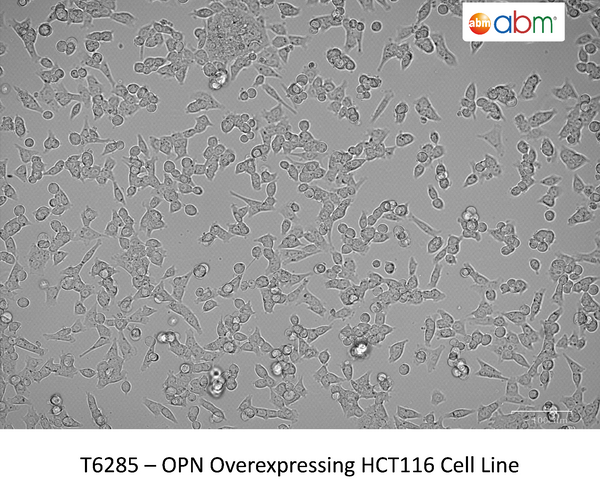 OPN Overexpressing HCT116 Cell Line | Applied Biological Materials (abm)