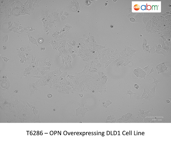 OPN Overexpressing DLD1 Cell Line | Applied Biological Materials (abm)