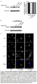 PLIN1-Myc Stable Expressing 3T3-L1 Cell Line | Applied Biological Materials (abm)