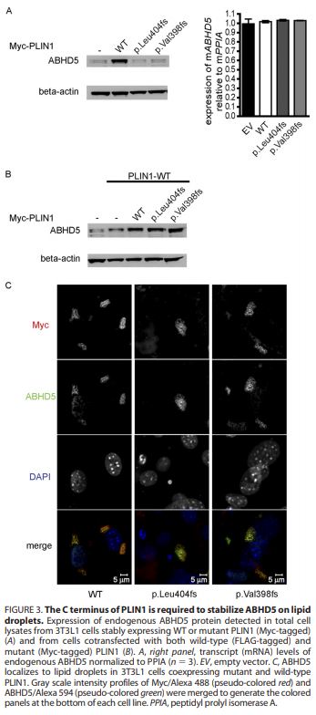 PLIN1-Myc Stable Expressing 3T3-L1 Cell Line | Applied Biological Materials (abm)