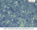FLAG-SNAIL Stable Expressing HEK293 Cell Line | Applied Biological Materials (abm)