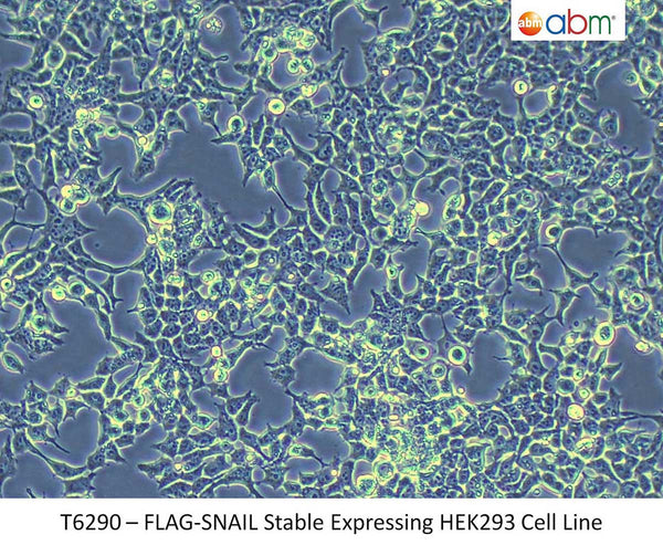 FLAG-SNAIL Stable Expressing HEK293 Cell Line | Applied Biological Materials (abm)