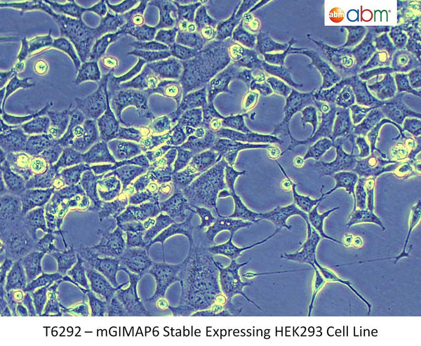 mGIMAP6 Stable Expressing HEK293 Cell Line | Applied Biological Materials (abm)