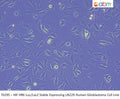 HIF HRE-Luc/LacZ Stable Expressing LN229 Human Glioblastoma Cell Line | Applied Biological Materials (abm)