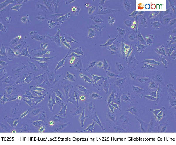 HIF HRE-Luc/LacZ Stable Expressing LN229 Human Glioblastoma Cell Line | Applied Biological Materials (abm)