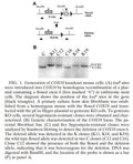 COX10 Stable Knockout Mouse Fibroblast Cell Line | Applied Biological Materials (abm)