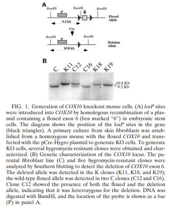 COX10 Stable Knockout Mouse Fibroblast Cell Line | Applied Biological Materials (abm)
