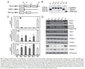 Rieske ISP Stable Knockout Mouse Fibroblast Cell Line | Applied Biological Materials (abm)