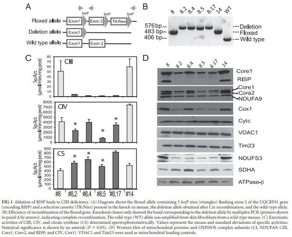 Rieske ISP Stable Knockout Mouse Fibroblast Cell Line | Applied Biological Materials (abm)