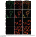 Cytochrome c Stable Knockout Mouse Fibroblast Cell Line | Applied Biological Materials (abm)