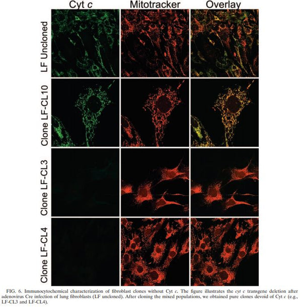 Cytochrome c Stable Knockout Mouse Fibroblast Cell Line | Applied Biological Materials (abm)