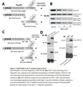 Nox5 Stable Expressing HEK293 Cell Line | Applied Biological Materials (abm)