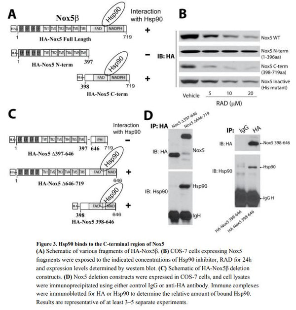 Nox5 Stable Expressing HEK293 Cell Line | Applied Biological Materials (abm)