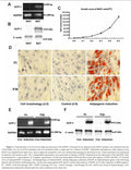 Ovine Brown Adipocyte Precursor Cell Line | Applied Biological Materials (abm)