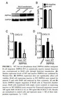 INPP4A Stable Expressing Raji Cell Line | Applied Biological Materials (abm)