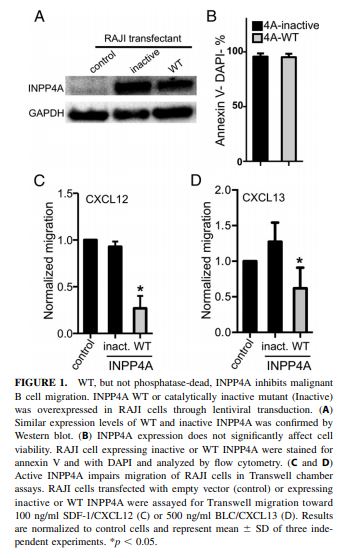 INPP4A Stable Expressing Raji Cell Line | Applied Biological Materials (abm)