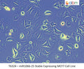 miR106b-25 Stable Expressing MCF7 Cell Line | Applied Biological Materials (abm)