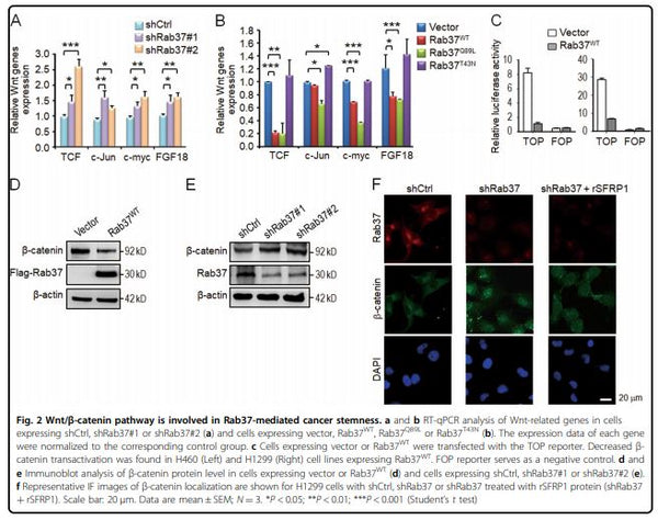 Stable Rab37 Knockdown H460 Lung Cancer Cell Line (shRab37#2) | Applied Biological Materials (abm)