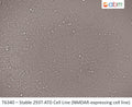 Stable 293T-ATD cell line | Applied Biological Materials (abm)