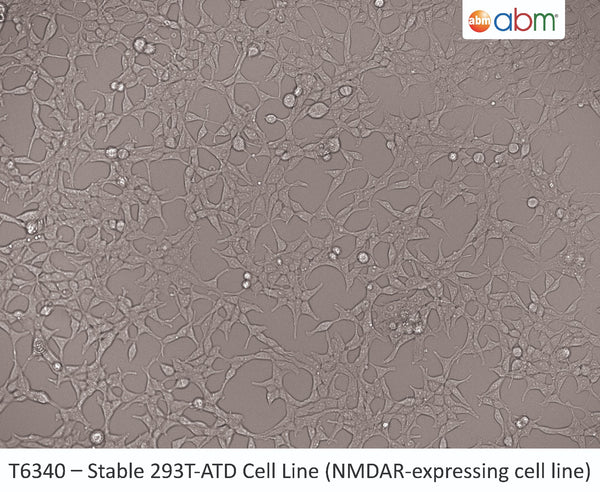 Stable 293T-ATD cell line | Applied Biological Materials (abm)